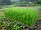 22田植え2